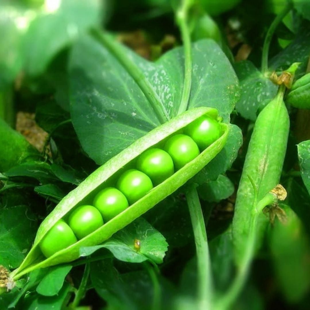 Bezelye Tohumu Geleneksel - Araka Bezelye İri Taneli