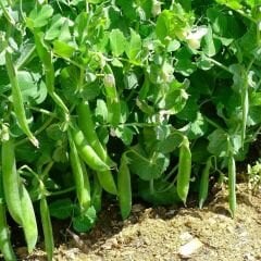 Bezelye Tohumu Geleneksel - Araka Bezelye İri Taneli