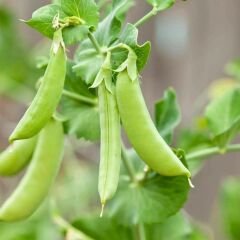 Bezelye Tohumu Geleneksel - Araka Bezelye İri Taneli