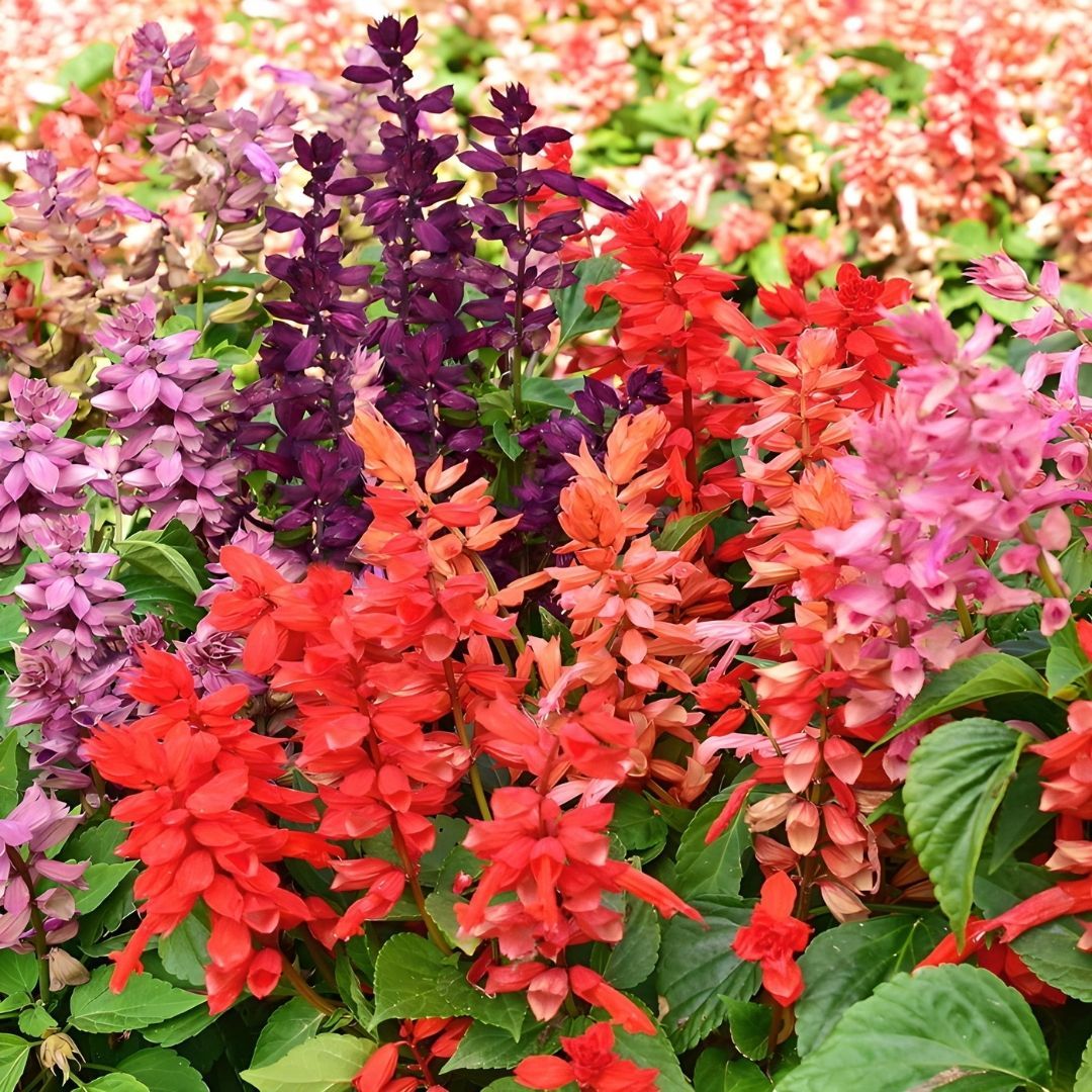 Ateş çiçeği Tohumu - Salvia Splendens Sello