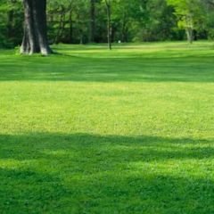 Genta Prestige Gölge Alan Çimi - Shaded Area Lawn - 1 kg