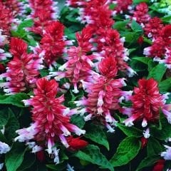Ateş çiçeği Tohumu - Salvia Splendens Sello