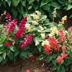 Ateş çiçeği Tohumu - Salvia Splendens Sello