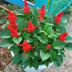 Ateş çiçeği Tohumu - Salvia Splendens Sello