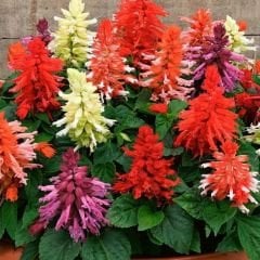 Ateş çiçeği Tohumu - Salvia Splendens Sello