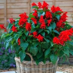 Ateş çiçeği Tohumu - Salvia Splendens Sello