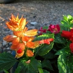 Ateş çiçeği Tohumu - Salvia Splendens Sello
