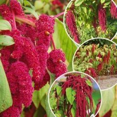 Sarkan Horoz İbiği Çiçeği Tohumu - Amaranthus Caudatus
