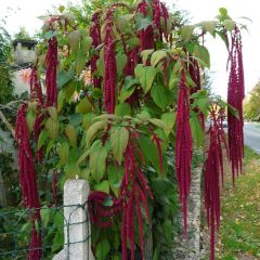Sarkan Horoz İbiği Çiçeği Tohumu - Amaranthus Caudatus