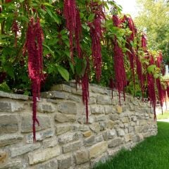 Sarkan Horoz İbiği Çiçeği Tohumu - Amaranthus Caudatus