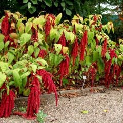 Sarkan Horoz İbiği Çiçeği Tohumu - Amaranthus Caudatus