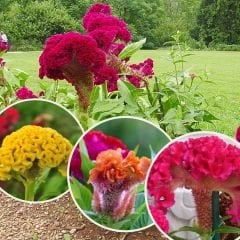 Balta Horoz ibiği Çiçek Tohumu - Celosia Argentea Aristata