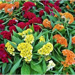 Balta Horoz ibiği Çiçek Tohumu - Celosia Cristata Brainiac