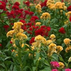 Balta Horoz ibiği Çiçek Tohumu - Celosia Cristata Brainiac