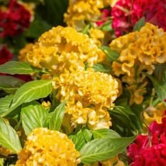 Balta Horoz ibiği Çiçek Tohumu - Celosia Cristata Brainiac