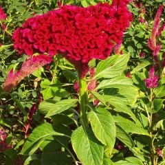 Balta Horoz ibiği Çiçek Tohumu - Celosia Cristata Brainiac