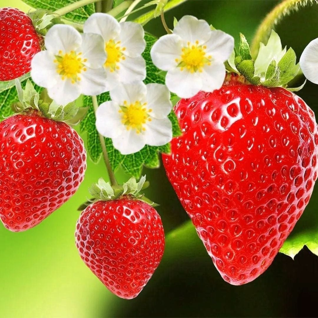 Yediveren Çilek Tohumu - Geleneksel