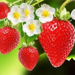 Yediveren Çilek Tohumu - Geleneksel