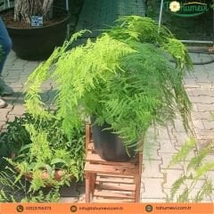 Asparagus Setaceus - Tül Kuşkonmaz - İthal