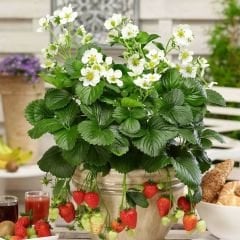 Yediveren Çilek Tohumu - Geleneksel