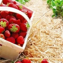 Yediveren Çilek Tohumu - Geleneksel