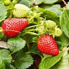 Yediveren Çilek Tohumu - Geleneksel