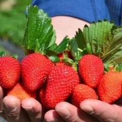 Yediveren Çilek Tohumu - Geleneksel