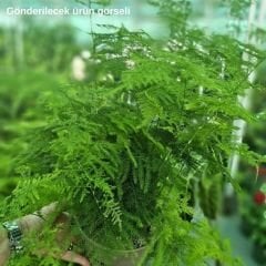 Asparagus Setaceus - Tül Kuşkonmaz - İthal