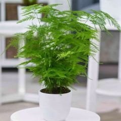 Asparagus Setaceus - Tül Kuşkonmaz - İthal