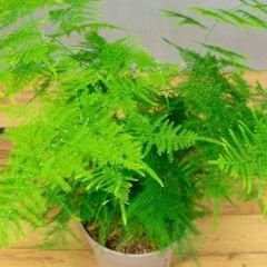 Asparagus Setaceus - Tül Kuşkonmaz - İthal