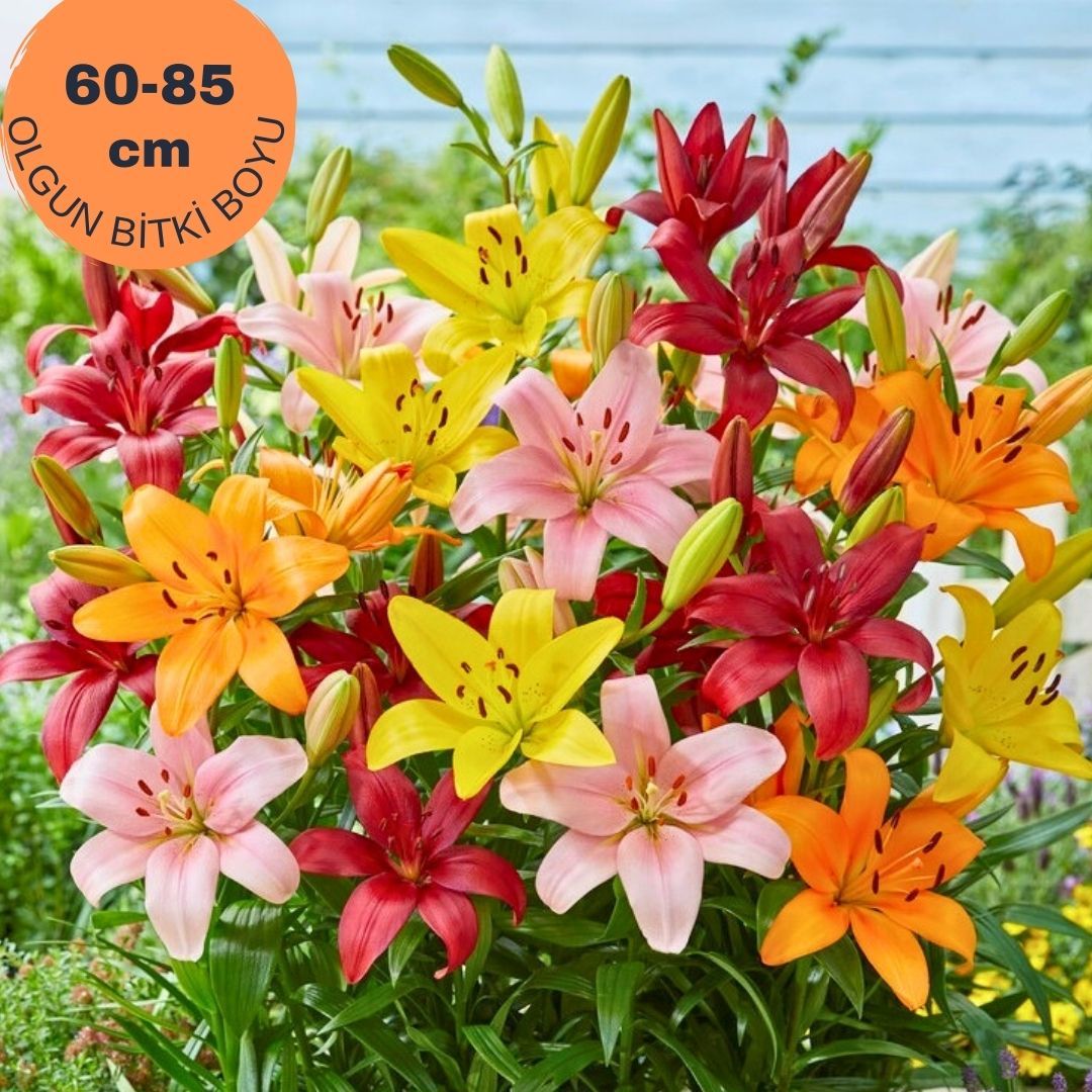 Picking Garden Lilium - Lilyum - Mix