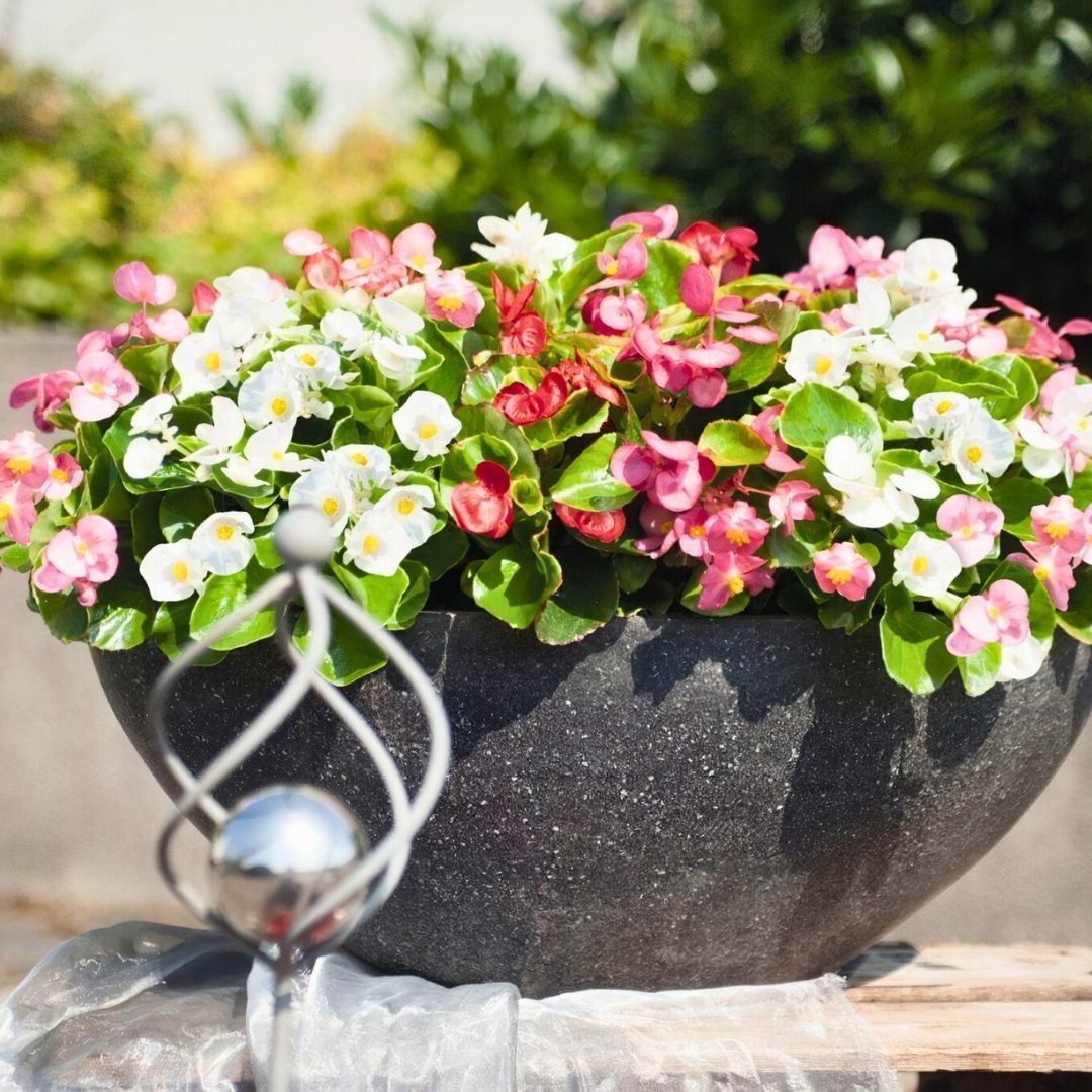 Begonia Sprint Plus Tohumu - Yeşil Yapraklı Şeker Begonya