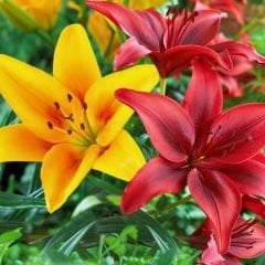 Picking Garden Lilium - Lilyum - Mix