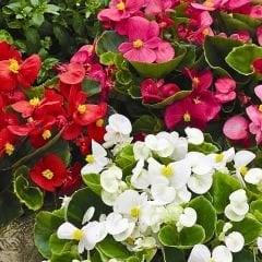 Begonia Sprint Plus Tohumu - Yeşil Yapraklı Şeker Begonya