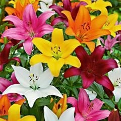 Picking Garden Lilium - Lilyum - Mix