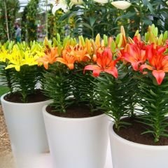 Picking Garden Lilium - Lilyum - Mix