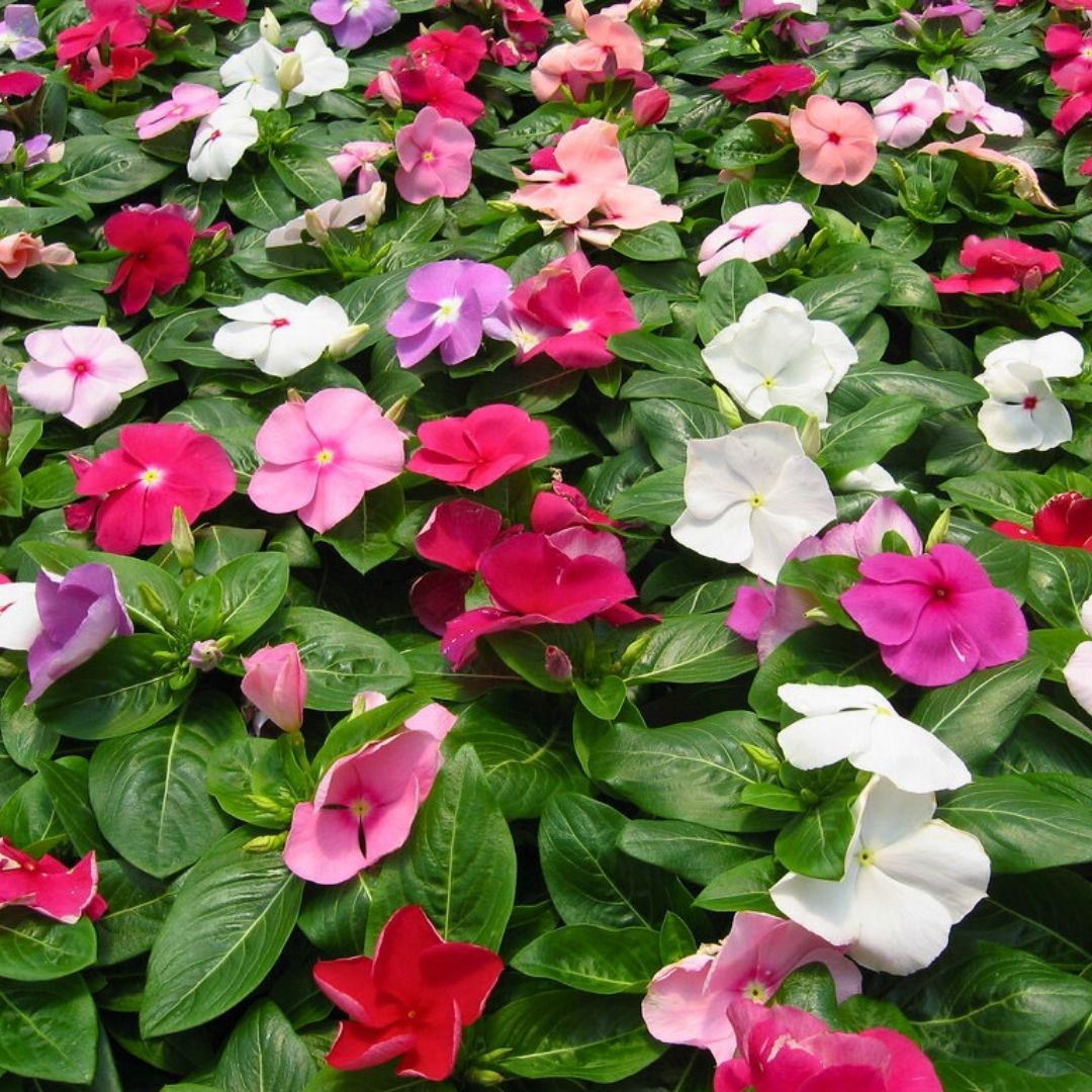 Vinca Rosea Pacifica Tohumu - Rozet Çiçeği