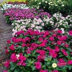 Vinca Sunstorm Tohumu – 1.000 Adet | B2B Profesyonel Üretici Paketi