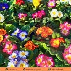 Çuha Çiçeği Tohumu - Primula Acaulis F1 Mix