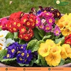 Çuha Çiçeği Tohumu - Primula Acaulis Mix
