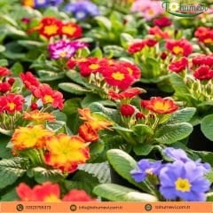 Çuha Çiçeği Tohumu - Primula Acaulis F1 Mix