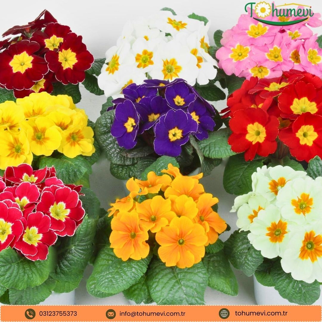 Çuha Çiçeği Tohumu - Primula Acaulis F1 Mix