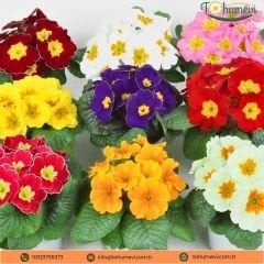 Çuha Çiçeği Tohumu - Primula Acaulis Mix