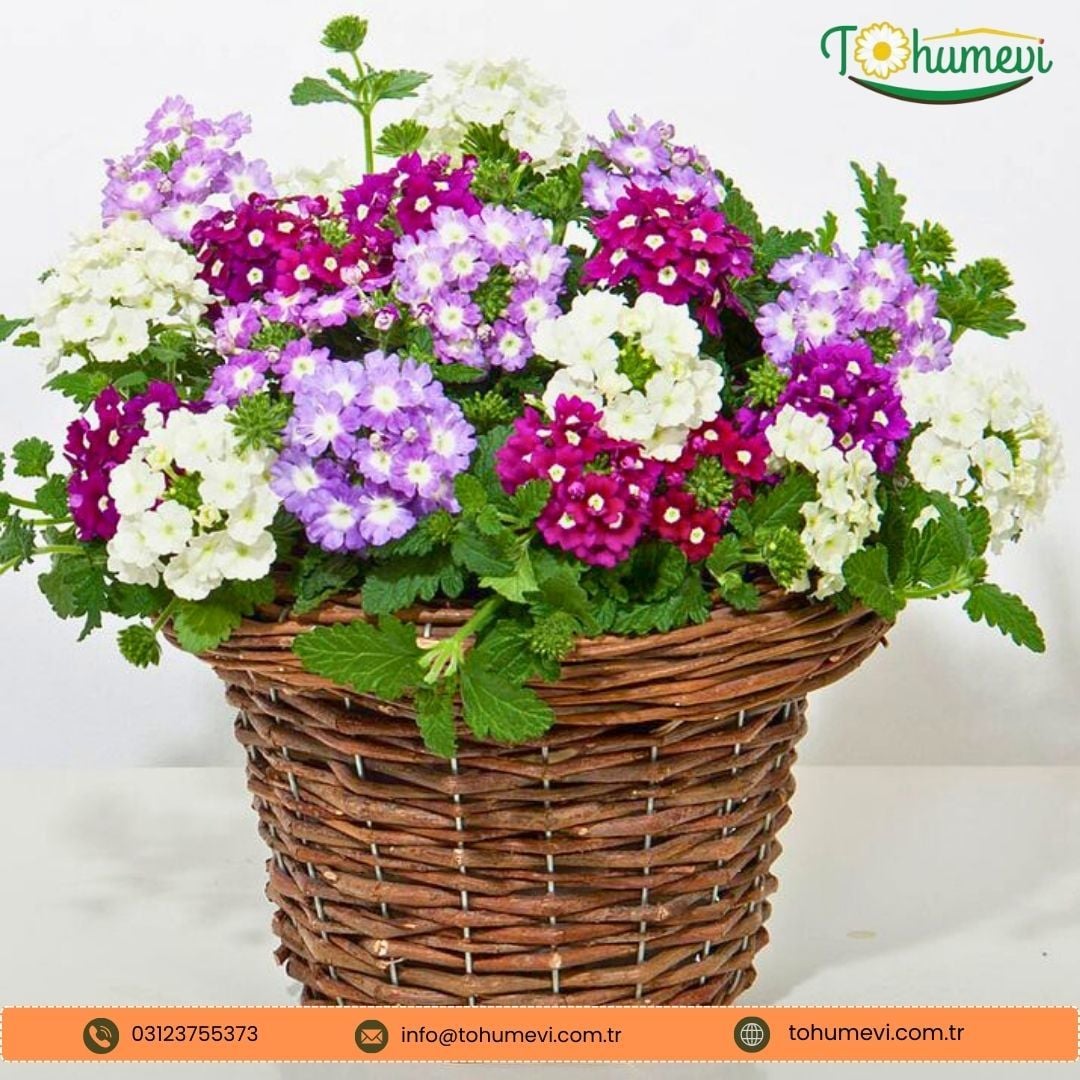 Verbena Quartz Tohumu - Yer Minesi  Mix