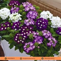 Verbena Quartz Tohumu - Yer Minesi  Mix