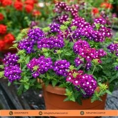 Verbena Quartz Tohumu - Yer Minesi  Mix