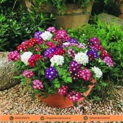 Verbena Quartz Tohumu - Yer Minesi  Mix