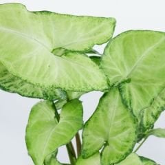 Melek kanadı Saksıda - Syngonium Podophyllum 60 cm Sopalı