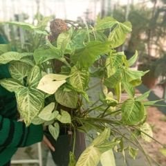 Melek kanadı Saksıda - Syngonium Podophyllum 60 cm Sopalı