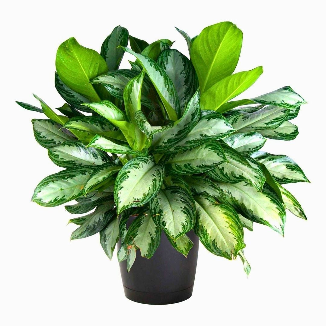 Aglaonema Modestum - Çin Herdem Yeşil BitkisiAglaonema Modestum - Çin Herdem Yeşil Bitkisi Saksıda 50 cm